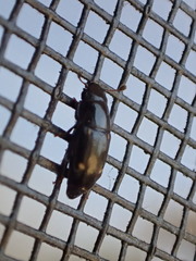 Glischrochilus siepmanni