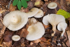 Singerocybe phaeophthalma