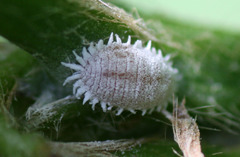 Paracoccus marginatus