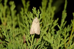 Xestia kermesina
