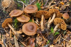 Cortinarius helobius