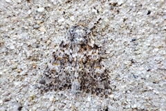 Polymixis flavicincta