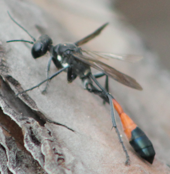 Red-belted Sand Wasp