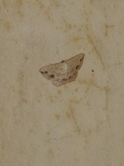 Scopula pulchellata agg