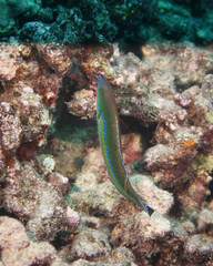 Pseudojuloides cerasinus