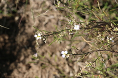 Dontostemon integrifolius