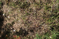 Dontostemon integrifolius