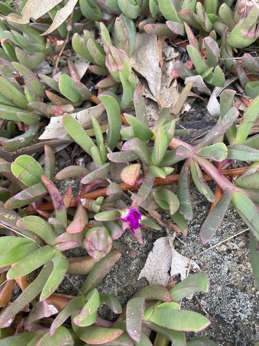 Image of Carpobrotus modestus by (c) Andrew Allen, some rights reserved (CC BY)