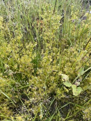 Drosera hookeri