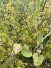 Drosera hookeri
