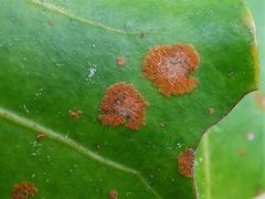 Cephaleuros virescens