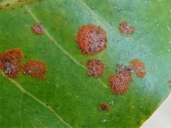Cephaleuros virescens