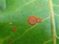 Cephaleuros virescens