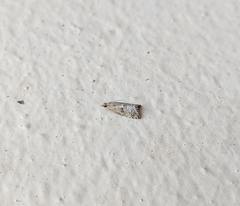 Euchromius cambridgei