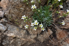 Saxifraga pentadactylis