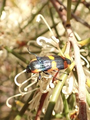 Castiarina grata
