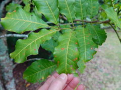 Cephaleuros virescens