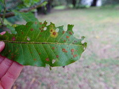 Cephaleuros virescens