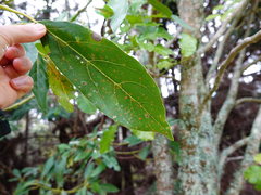 Cephaleuros virescens