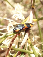 Castiarina grata