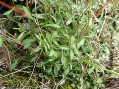 Wahlenbergia rupestris