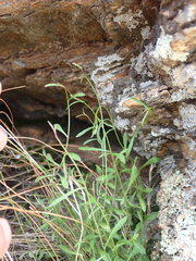 Wahlenbergia rupestris