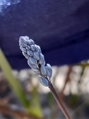 Comesperma calymega