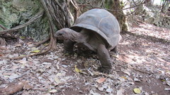Aldabrachelys gigantea