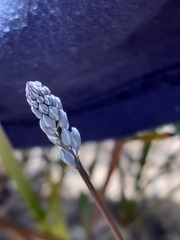Comesperma calymega