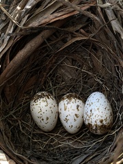 Colluricincla harmonica