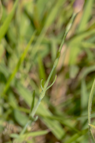 Yucca filifera Chabaud
