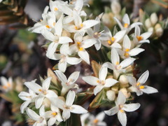 Pimelea aridula aridula
