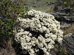 Pimelea aridula aridula
