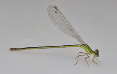 Agriocnemis exsudans