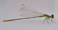 Agriocnemis exsudans