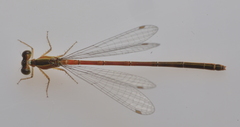 Agriocnemis exsudans