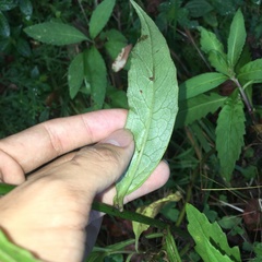 Notoseris melanantha