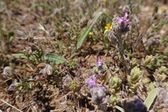 Teucrium gnaphalodes