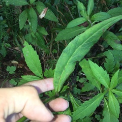 Notoseris melanantha
