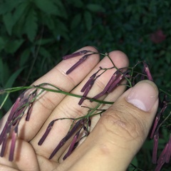 Notoseris melanantha