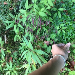 Notoseris melanantha