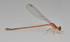 Agriocnemis exsudans