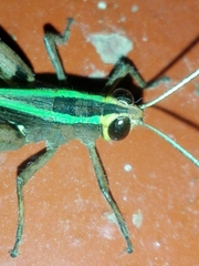 Eyprepocnemidinae