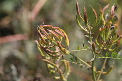 Astragalus davuricus