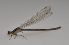 Ischnura heterosticta