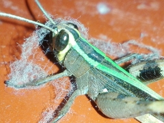 Eyprepocnemidinae
