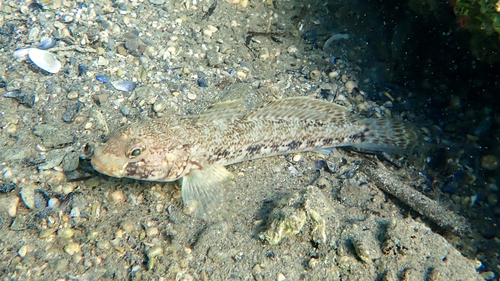 Slender Goby, West Greece, Peloponnese, Western Greece and the Ionian Islands, Greece, photo 8 of 10