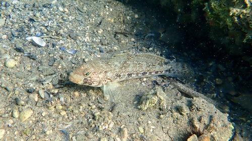 Slender goby (Gobius geniporus) — Gobiidae — 2