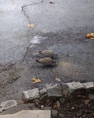 Streptopelia decaocto