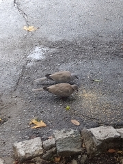 Streptopelia decaocto